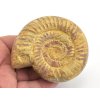 Amonit perisphinctes madagaskar 13a