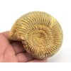 Amonit perisphinctes madagaskar 14a