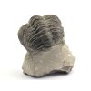 Fosilie Drotops megalomanicus – zachovalý trilobit z devonského moře.