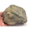 Fosilní trilobit Drotops megalomanicus, devon.