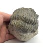 Trilobit Drotops megalomanicus – fosilie z Maroka.