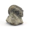 Sběratelská fosilie Drotops megalomanicus – zkamenělý trilobit.