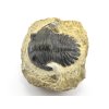 trilobit maroko fosilie 22a