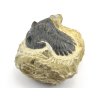 trilobit maroko fosilie 22d