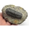 trilobit maroko fosilie 72