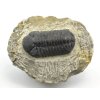 trilobit maroko fosilie 74a