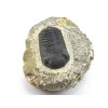 trilobit maroko fosilie 74b
