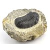 trilobit maroko fosilie 74d