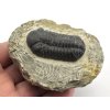 trilobit maroko fosilie 74