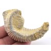 ustrice alectryonia 12a