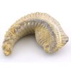 ustrice alectryonia 12b