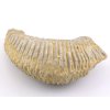 ustrice alectryonia 12c