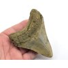 megalodon 2c