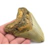 megalodon zub usa 8b