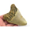 megalodon zub usa 8c
