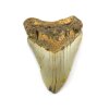 megalodon zub usa 8