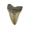 megalodon zub usa 20