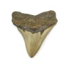 megalodon zub usa 33