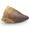 mosasaurus maroko 7