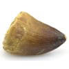 mosasaurus maroko 21
