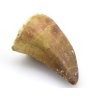 mosasaurus maroko 31