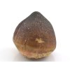 globidens 21a
