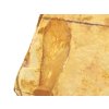 glossopteris 20a