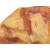 glossopteris 24a