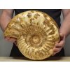 XXL amonit Kranosphinctites, zkamenělina stará 160 milionů let, hmotnost 11 kg, Madagaskar.