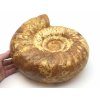 Leštěný amonit Kranosphinctites, velký exemplář fosilie z Madagaskaru, střední jura, 11 kg.