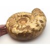 Amonit Kranosphinctites obří zkamenělina z Madagaskaru, leštěný kus o hmotnosti 11 kg.