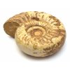 Velký zkamenělý amonit Kranosphinctites z období střední jury, rozměr 35 cm, váha 11 kg.