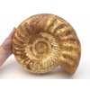 Leštěný amonit Kranosphinctites, obrovský exemplář fosilie z Madagaskaru, velikost XXL.