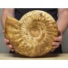 Obří amonit Kranosphinctites z Madagaskaru, leštěná zkamenělina o váze 11 kg a rozměru 35 cm.