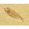 ryba gosiutichthys 33a