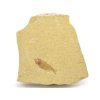 ryba gosiutichthys 33
