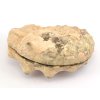amonit mammites rez 9b