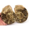 amonit mammites rez 9