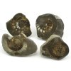 Zkamenělí amoniti ze střední jury, 165 mil. let staří, leštěné poloviny vhodné ke sbírce.