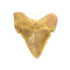 palaeocarcharodon 19a