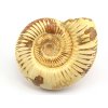 amonit perisphinctes cely 5