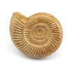 amonit perisphinctes cely 8a