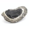 trilobit prava fosilie 1b