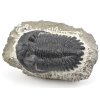 trilobit maroko 1