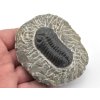 trilobit maroko 12a