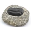trilobit maroko 12b