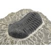 trilobit maroko 12c