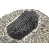 trilobit maroko 12d