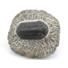 trilobit maroko 12