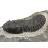 trilobit maroko 16b